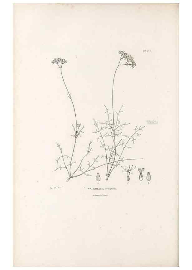 Reproducción/Reproduction 49521775742: Nova genera et species plantarum :. Antverpiae :Ex officina Christophori Plantini ...,1576.. 