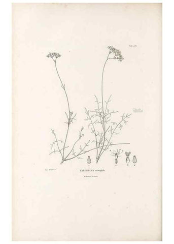 Reproducción/Reproduction 49521775742: Nova genera et species plantarum :. Antverpiae :Ex officina Christophori Plantini ...,1576.. 