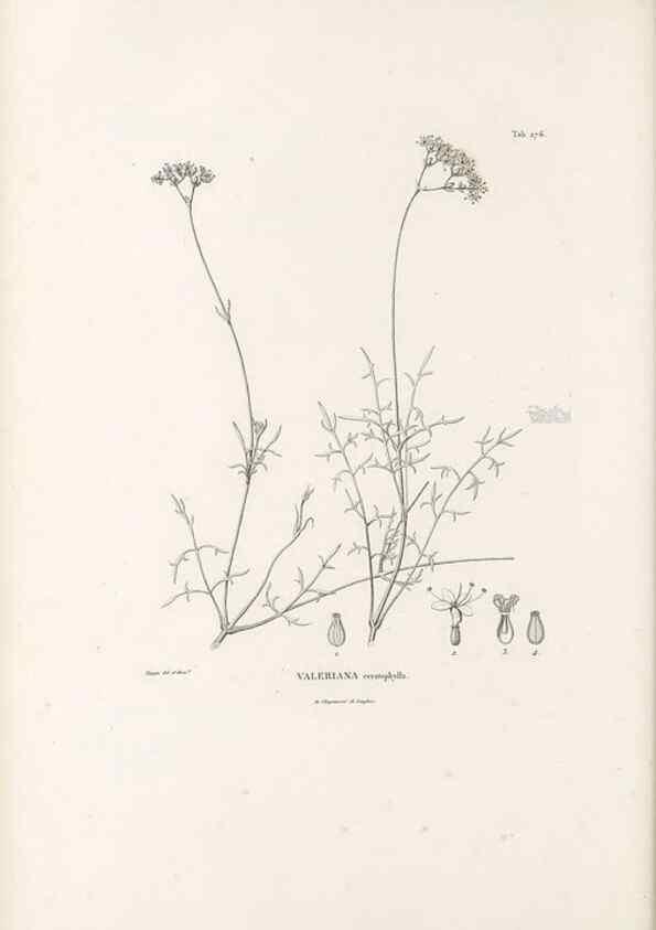 Reproducción/Reproduction 49521775742: Nova genera et species plantarum :. Antverpiae :Ex officina Christophori Plantini ...,1576.. 