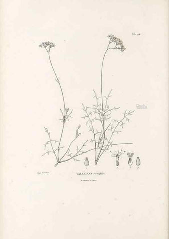 Reproducción/Reproduction 49521775742: Nova genera et species plantarum :. Antverpiae :Ex officina Christophori Plantini ...,1576.. 