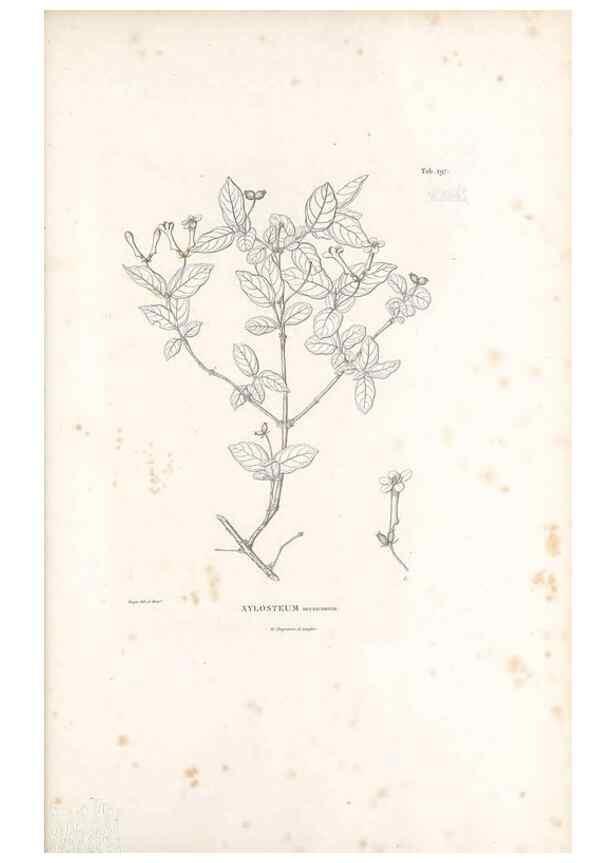 Reproducción/Reproduction 49521570831: Nova genera et species plantarum :. Antverpiae :Ex officina Christophori Plantini ...,1576.. 