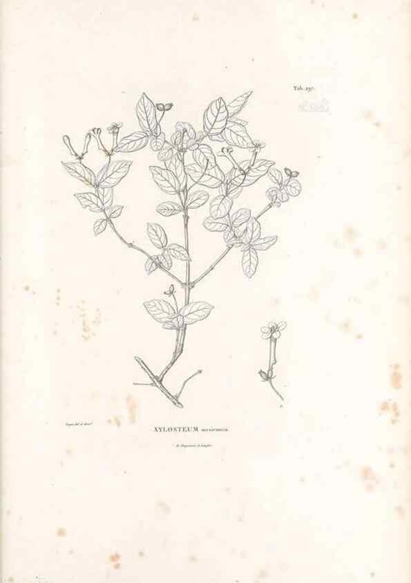 Reproducción/Reproduction 49521570831: Nova genera et species plantarum :. Antverpiae :Ex officina Christophori Plantini ...,1576.. 