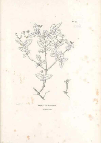 Reproducción/Reproduction 49521570831: Nova genera et species plantarum :. Antverpiae :Ex officina Christophori Plantini ...,1576.. 