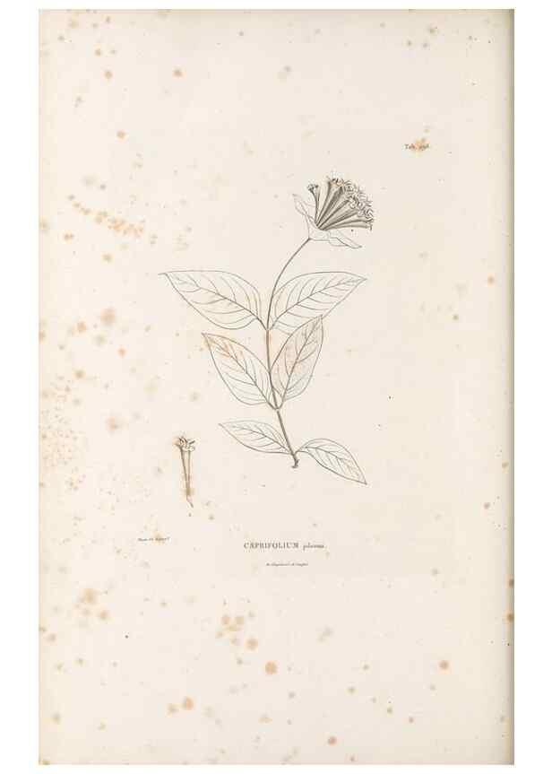 Reproducción/Reproduction 49521781897: Nova genera et species plantarum :. Antverpiae :Ex officina Christophori Plantini ...,1576.. 