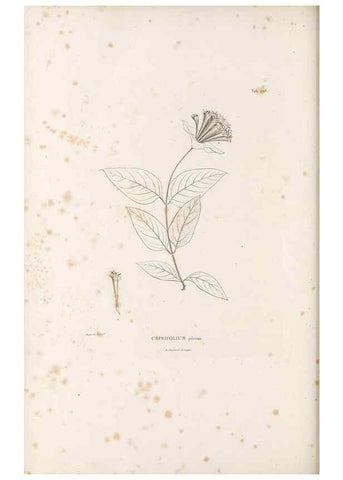 Reproducción/Reproduction 49521781897: Nova genera et species plantarum :. Antverpiae :Ex officina Christophori Plantini ...,1576.. 