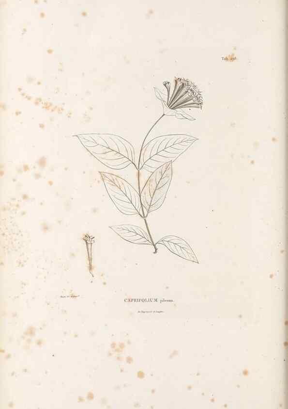 Reproducción/Reproduction 49521781897: Nova genera et species plantarum :. Antverpiae :Ex officina Christophori Plantini ...,1576.. 