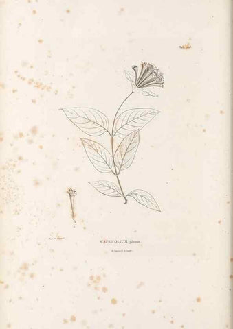 Reproducción/Reproduction 49521781897: Nova genera et species plantarum :. Antverpiae :Ex officina Christophori Plantini ...,1576.. 