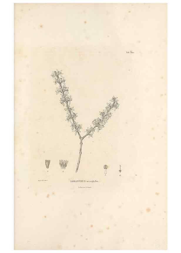 Reproducción/Reproduction 49521782202: Nova genera et species plantarum :. Antverpiae :Ex officina Christophori Plantini ...,1576.. 