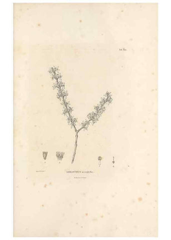 Reproducción/Reproduction 49521782202: Nova genera et species plantarum :. Antverpiae :Ex officina Christophori Plantini ...,1576.. 