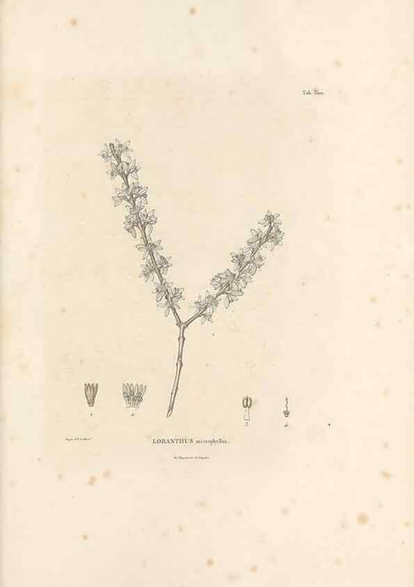 Reproducción/Reproduction 49521782202: Nova genera et species plantarum :. Antverpiae :Ex officina Christophori Plantini ...,1576.. 