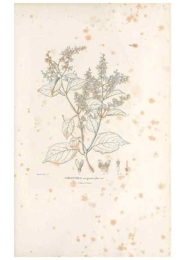 Reproducción/Reproduction 49521571811: Nova genera et species plantarum :. Antverpiae :Ex officina Christophori Plantini ...,1576.. 