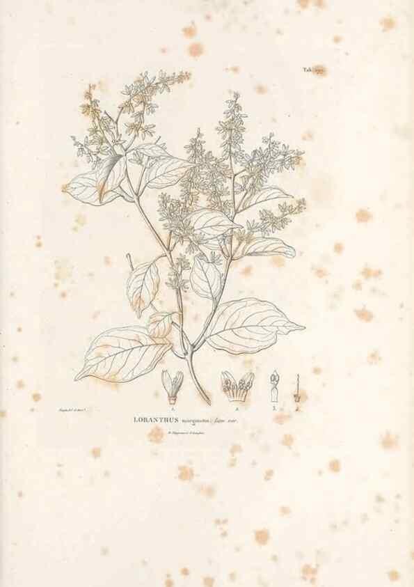 Reproducción/Reproduction 49521571811: Nova genera et species plantarum :. Antverpiae :Ex officina Christophori Plantini ...,1576.. 