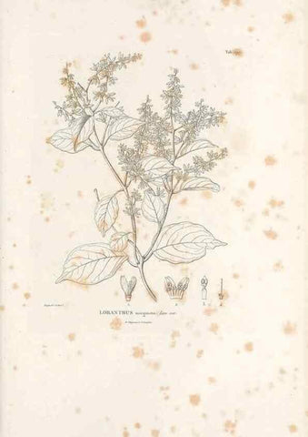 Reproducción/Reproduction 49521571811: Nova genera et species plantarum :. Antverpiae :Ex officina Christophori Plantini ...,1576.. 
