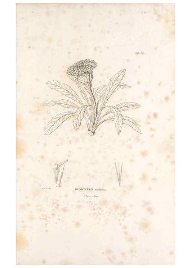 Reproducción/Reproduction 49521605671: Nova genera et species plantarum :. Antverpiae :Ex officina Christophori Plantini ...,1576.. 