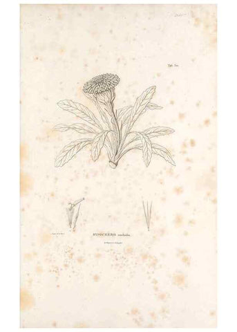 Reproducción/Reproduction 49521605671: Nova genera et species plantarum :. Antverpiae :Ex officina Christophori Plantini ...,1576.. 