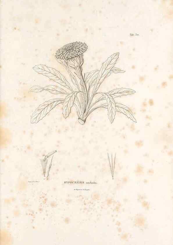 Reproducción/Reproduction 49521605671: Nova genera et species plantarum :. Antverpiae :Ex officina Christophori Plantini ...,1576.. 