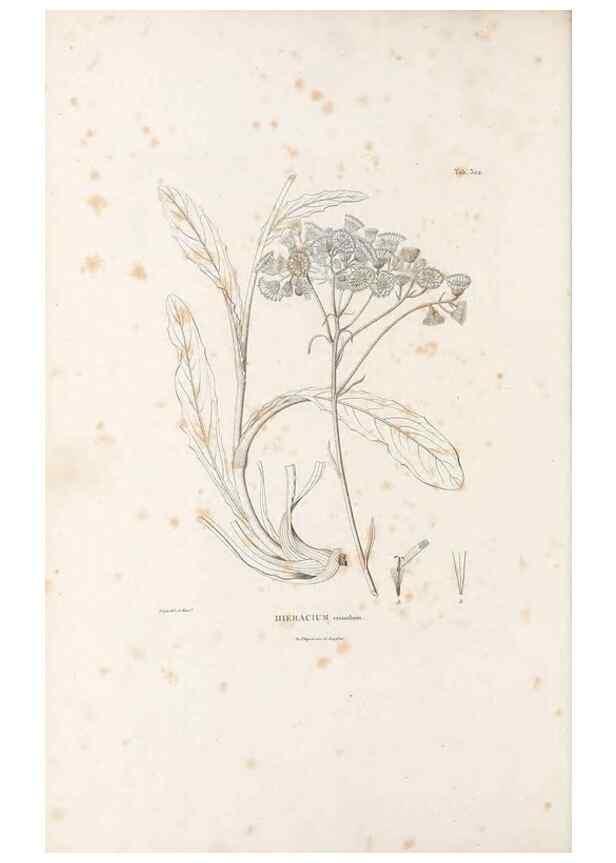 Reproducción/Reproduction 49521817572: Nova genera et species plantarum :. Antverpiae :Ex officina Christophori Plantini ...,1576.. 