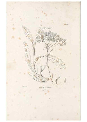 Reproducción/Reproduction 49521817572: Nova genera et species plantarum :. Antverpiae :Ex officina Christophori Plantini ...,1576.. 
