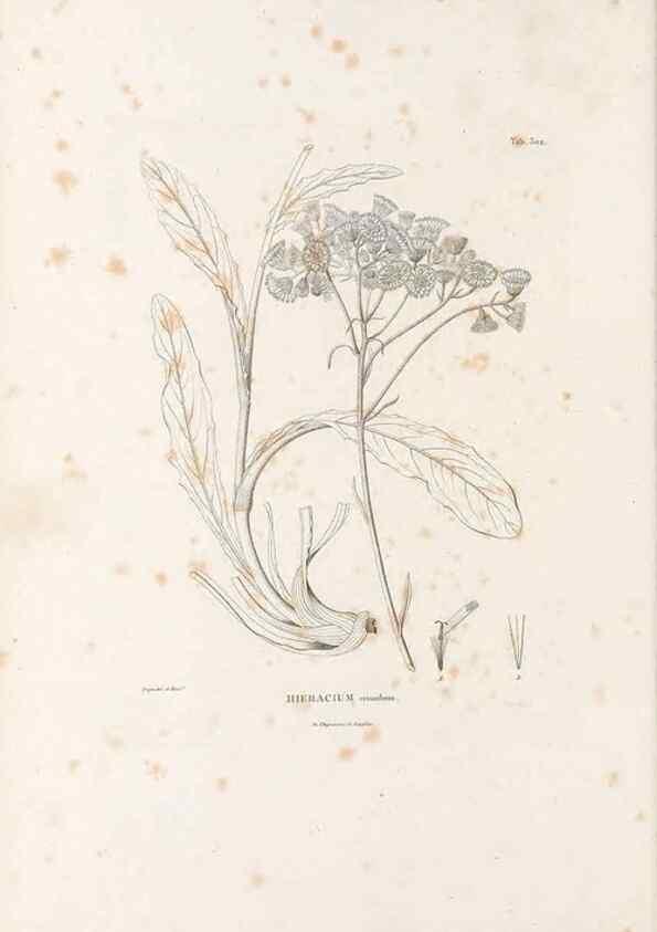 Reproducción/Reproduction 49521817572: Nova genera et species plantarum :. Antverpiae :Ex officina Christophori Plantini ...,1576.. 