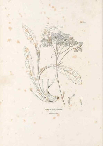 Reproducción/Reproduction 49521817572: Nova genera et species plantarum :. Antverpiae :Ex officina Christophori Plantini ...,1576.. 