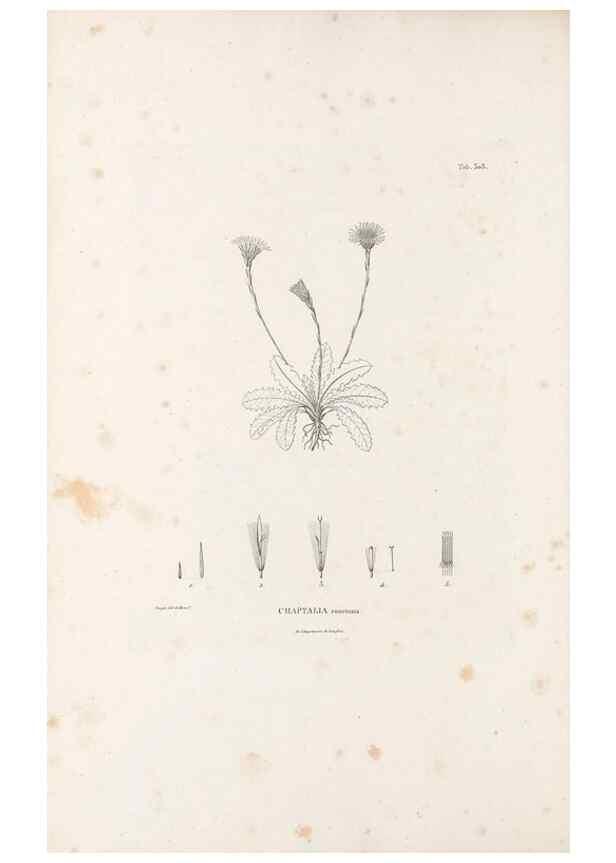 Reproducción/Reproduction 49521817857: Nova genera et species plantarum :. Antverpiae :Ex officina Christophori Plantini ...,1576.. 