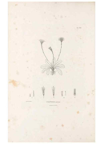 Reproducción/Reproduction 49521817857: Nova genera et species plantarum :. Antverpiae :Ex officina Christophori Plantini ...,1576.. 