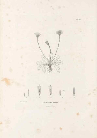 Reproducción/Reproduction 49521817857: Nova genera et species plantarum :. Antverpiae :Ex officina Christophori Plantini ...,1576.. 