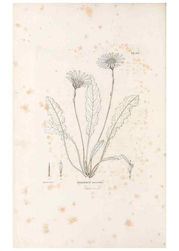 Reproducción/Reproduction 49521818082: Nova genera et species plantarum :. Antverpiae :Ex officina Christophori Plantini ...,1576.. 