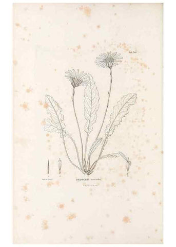 Reproducción/Reproduction 49521818082: Nova genera et species plantarum :. Antverpiae :Ex officina Christophori Plantini ...,1576.. 