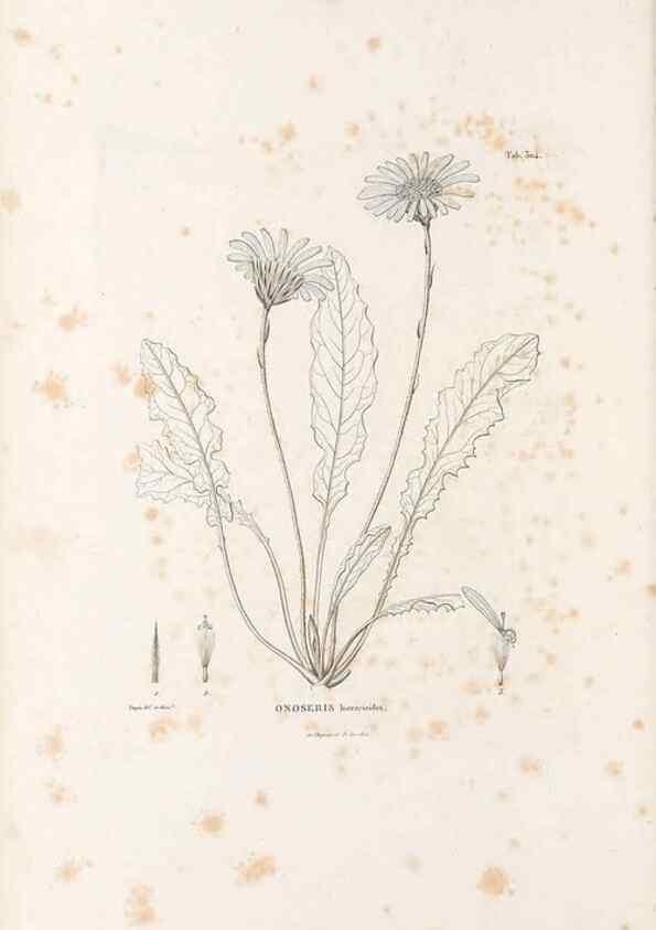 Reproducción/Reproduction 49521818082: Nova genera et species plantarum :. Antverpiae :Ex officina Christophori Plantini ...,1576.. 