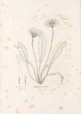Reproducción/Reproduction 49521818082: Nova genera et species plantarum :. Antverpiae :Ex officina Christophori Plantini ...,1576.. 