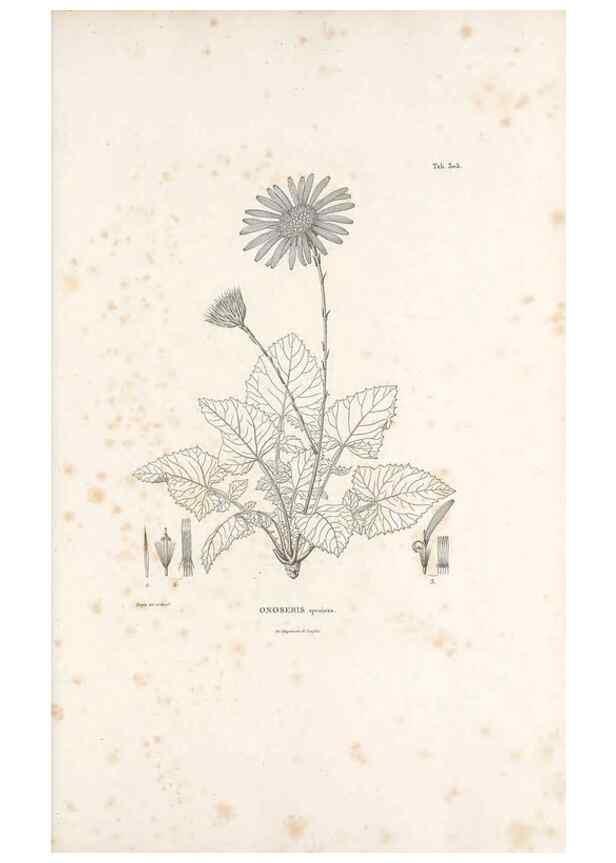 Reproducción/Reproduction 49521818407: Nova genera et species plantarum :. Antverpiae :Ex officina Christophori Plantini ...,1576.. 