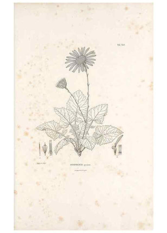 Reproducción/Reproduction 49521818407: Nova genera et species plantarum :. Antverpiae :Ex officina Christophori Plantini ...,1576.. 