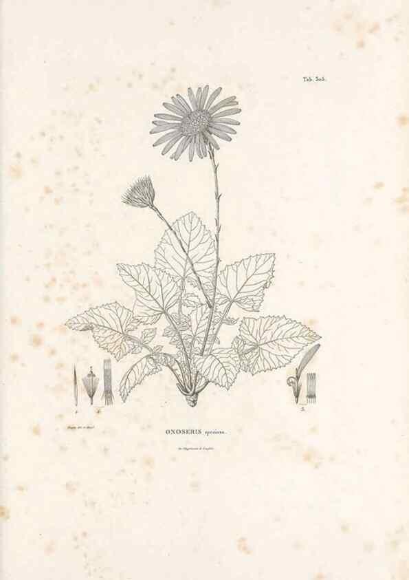 Reproducción/Reproduction 49521818407: Nova genera et species plantarum :. Antverpiae :Ex officina Christophori Plantini ...,1576.. 