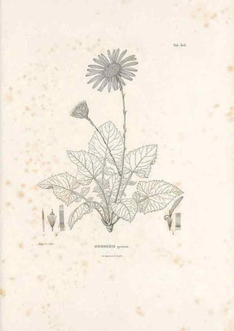 Reproducción/Reproduction 49521818407: Nova genera et species plantarum :. Antverpiae :Ex officina Christophori Plantini ...,1576.. 