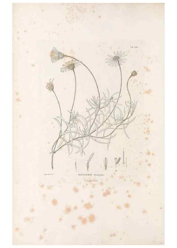 Reproducción/Reproduction 49521083138: Nova genera et species plantarum :. Antverpiae :Ex officina Christophori Plantini ...,1576.. 