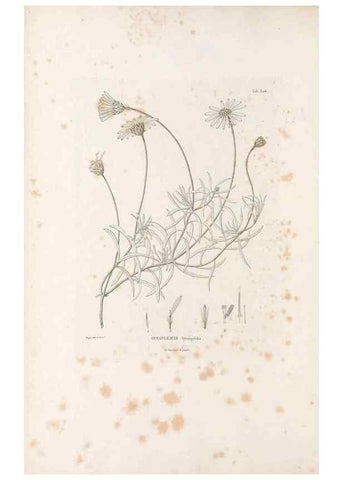 Reproducción/Reproduction 49521083138: Nova genera et species plantarum :. Antverpiae :Ex officina Christophori Plantini ...,1576.. 