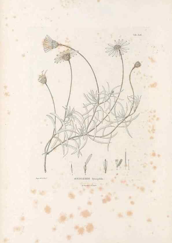 Reproducción/Reproduction 49521083138: Nova genera et species plantarum :. Antverpiae :Ex officina Christophori Plantini ...,1576.. 
