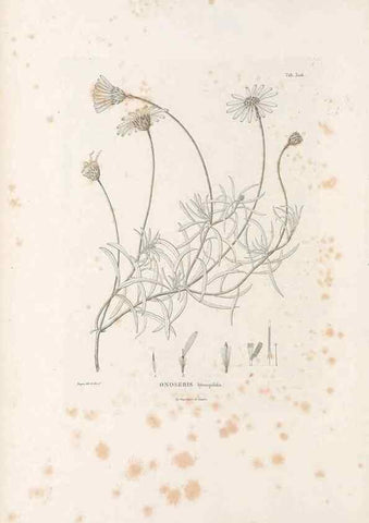 Reproducción/Reproduction 49521083138: Nova genera et species plantarum :. Antverpiae :Ex officina Christophori Plantini ...,1576.. 