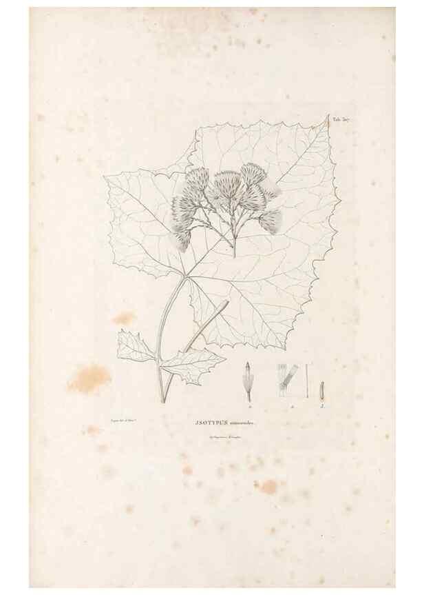 Reproducción/Reproduction 49521819017: Nova genera et species plantarum :. Antverpiae :Ex officina Christophori Plantini ...,1576.. 