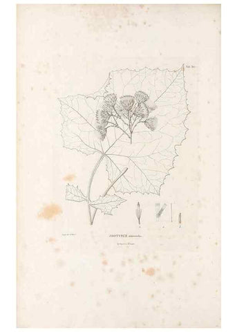 Reproducción/Reproduction 49521819017: Nova genera et species plantarum :. Antverpiae :Ex officina Christophori Plantini ...,1576.. 
