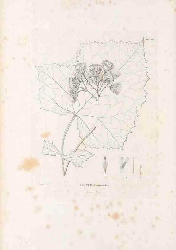 Reproducción/Reproduction 49521819017: Nova genera et species plantarum :. Antverpiae :Ex officina Christophori Plantini ...,1576.. 