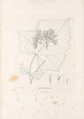 Reproducción/Reproduction 49521819017: Nova genera et species plantarum :. Antverpiae :Ex officina Christophori Plantini ...,1576.. 