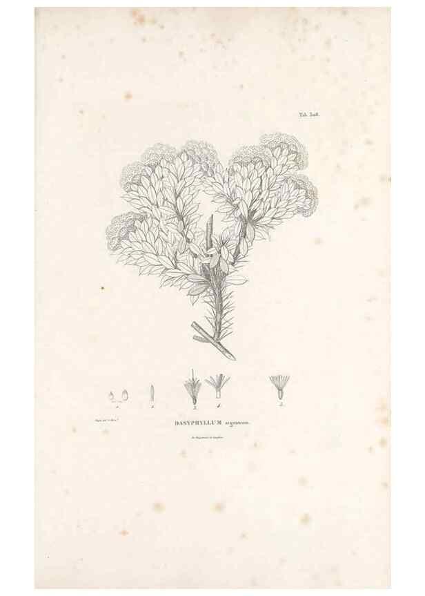 Reproducción/Reproduction 49521819262: Nova genera et species plantarum :. Antverpiae :Ex officina Christophori Plantini ...,1576.. 