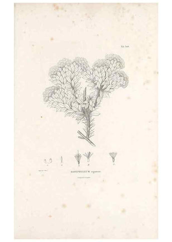Reproducción/Reproduction 49521819262: Nova genera et species plantarum :. Antverpiae :Ex officina Christophori Plantini ...,1576.. 