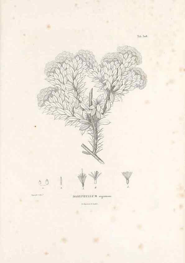 Reproducción/Reproduction 49521819262: Nova genera et species plantarum :. Antverpiae :Ex officina Christophori Plantini ...,1576.. 