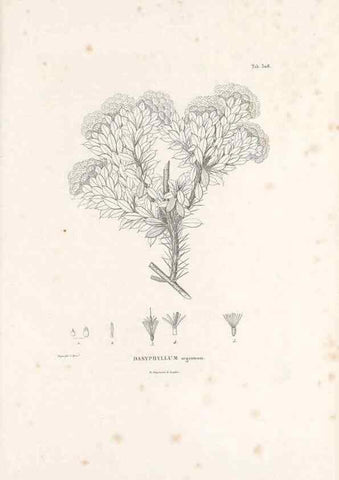 Reproducción/Reproduction 49521819262: Nova genera et species plantarum :. Antverpiae :Ex officina Christophori Plantini ...,1576.. 