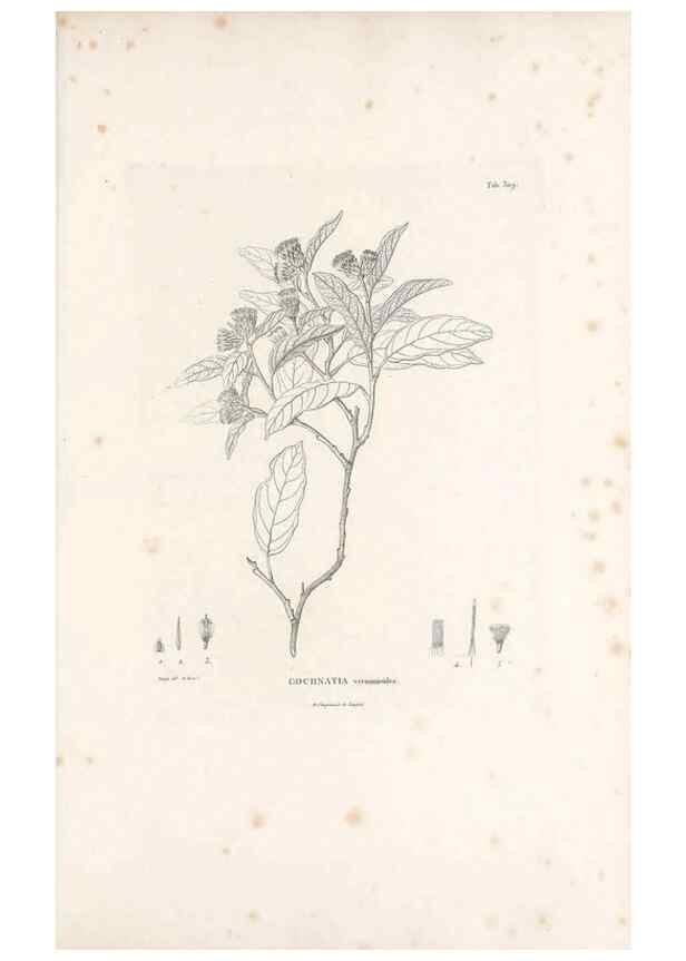 Reproducción/Reproduction 49521607671: Nova genera et species plantarum :. Antverpiae :Ex officina Christophori Plantini ...,1576.. 