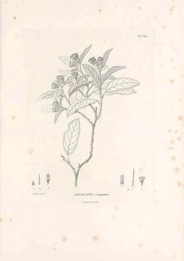 Reproducción/Reproduction 49521607671: Nova genera et species plantarum :. Antverpiae :Ex officina Christophori Plantini ...,1576.. 