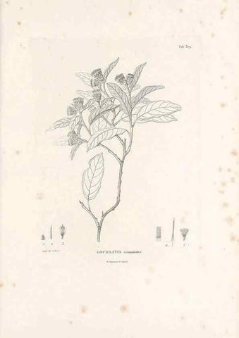 Reproducción/Reproduction 49521607671: Nova genera et species plantarum :. Antverpiae :Ex officina Christophori Plantini ...,1576.. 
